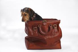 Viajar com pets!